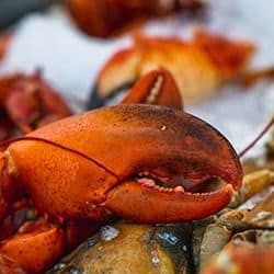 Lobster and seafood on ice at a market or restaurant.