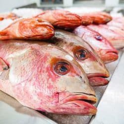 Fresh fish displayed at a seafood market for sale.